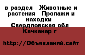  в раздел : Животные и растения » Пропажи и находки . Свердловская обл.,Качканар г.